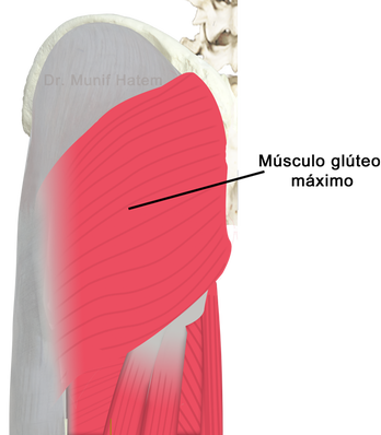 Músculo glúteo máximo, anatomia da região glútea