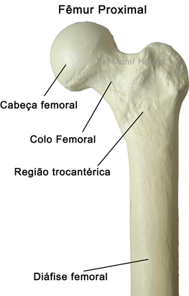  anatomia óssea do colo e trocantérica no fêmur proximal cabeça femoral