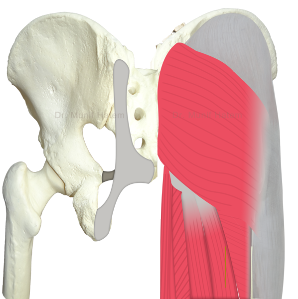 Dor na região glútea e bunda, dor para sentar, estrutura ósseo e músculo glúteo máximo