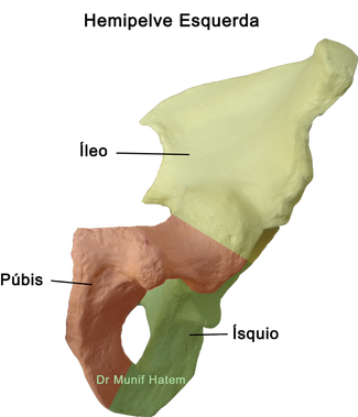 Anatomia óssea do quadril, acetábulo e Cabeça femoral	