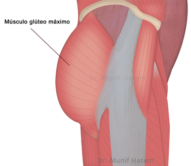 Músculo glúteo máximo do quadril, tendinopatia e rupturas do glúteo máximo.
