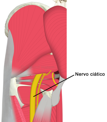 Profundamente ao músculo glúteo máximo está o espaço glúteo profundo, onde se localizam a maioria das patologias da região glútea. Várias estruturas nervosas e vasculares saem da pelve e passam pela região glútea antes de chegar aos genitais ou membro inferior. A mais importane delas é o nervo ciático, que em cerca de 85% das pessoas sai abaixo do músculo piriforme. A figura abaixo ilustra a região glútea profunda após remoção do músculo glúteo máximo.