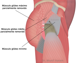 Músculo glúteo mínimo do quadril, tendinopatia e rupturas do glúteo mínimo.